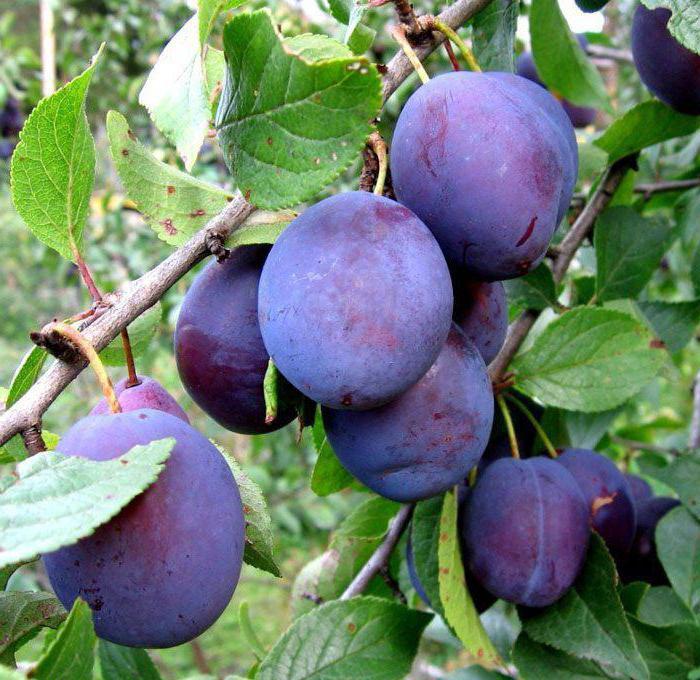 Слива домашняя Яичная Синяя